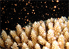 Coral mass spawning triggered by seasonal rises in...