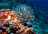 How will ocean acidification impact marine life?