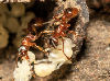 Are ants the answer to carbon dioxide sequestration?