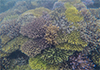 'Super Corals' on Great Barrier Reef may save it from climate...