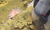 Highly evolved bacteria found near hydrothermal vents...
