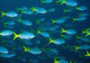 Increasing acidic level in oceans makes fish lose...