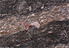 Is this the earliest life on Earth?