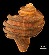 US scientists find 15 million-year-old mollusk protein